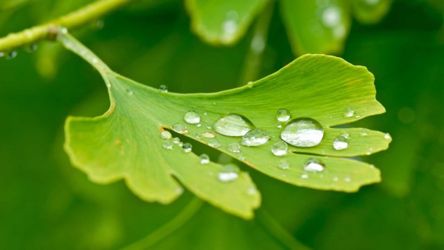 Bilde av et grønt blad med vanndråper på