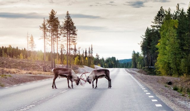 To reinsdyr slåss på vei