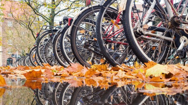 Mange sykler som står ute i en stor vanndam omgitt av gult løv