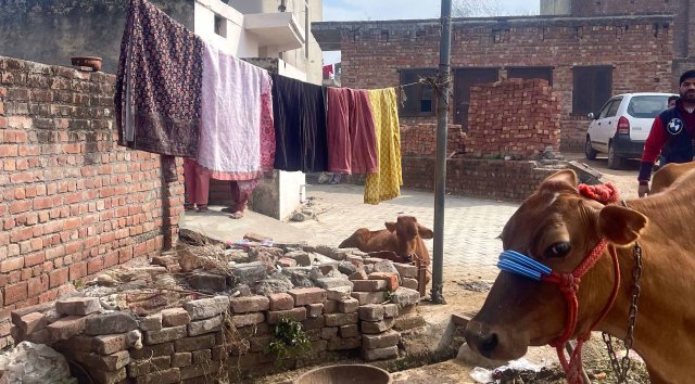 En ku står ved siden av en klessnor